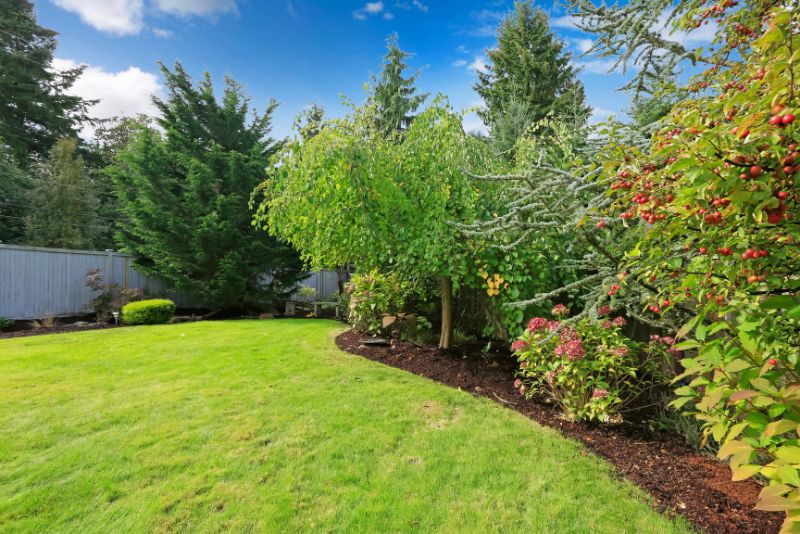 A beautiful backyard with grass neatly mowed. On the side are trees of different kinds planted