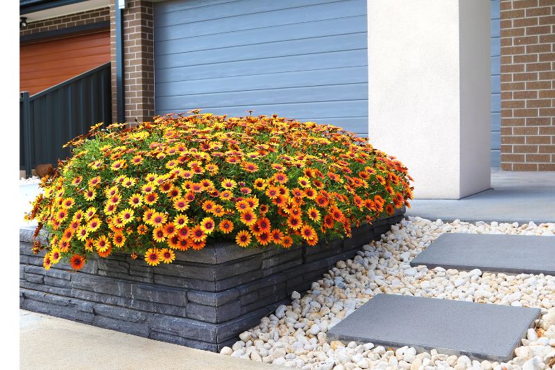 A beautiful yellow flower is planted on a huge vase outside the front door and some white decorative stones placed in front of the door