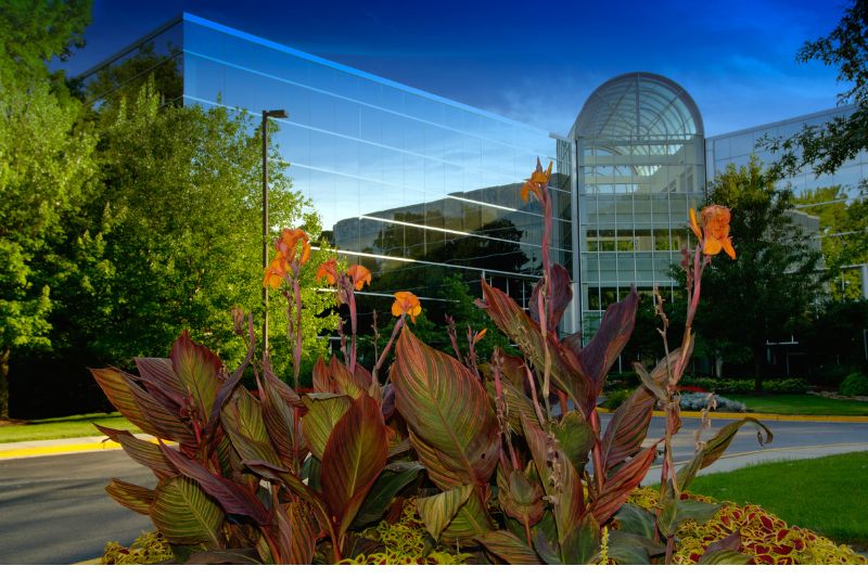 A picture taken in close range of a beautiful flower and on the far side is a commercial property with trees planted beside it