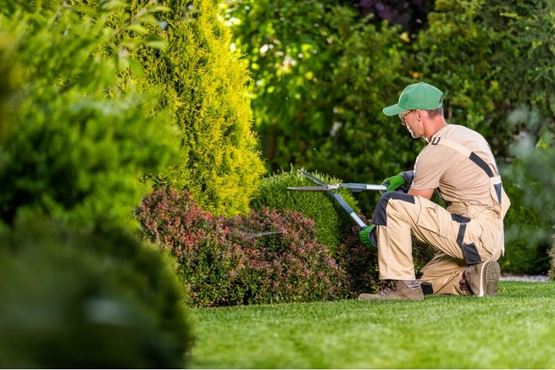 A gardener tending a garden by trimming shrubs