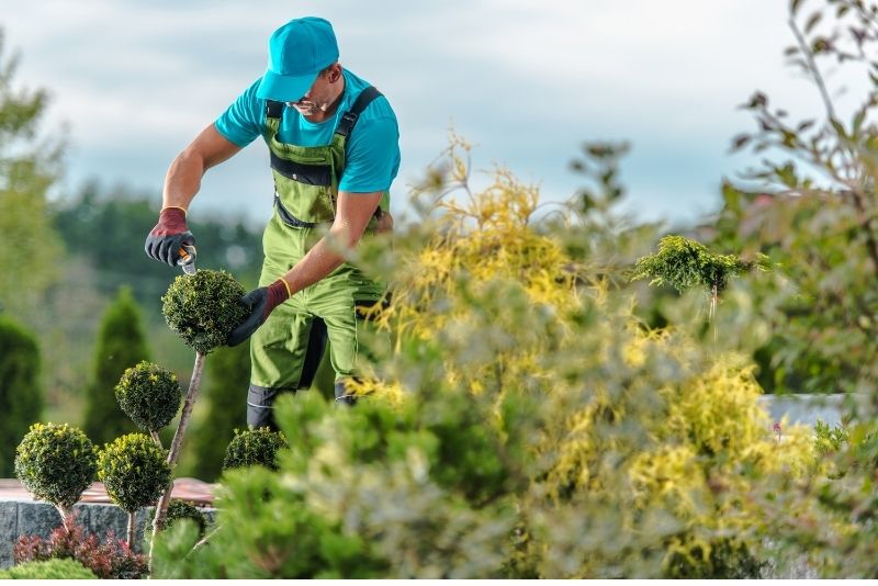 A man is seen tending to a shrub and trimming it