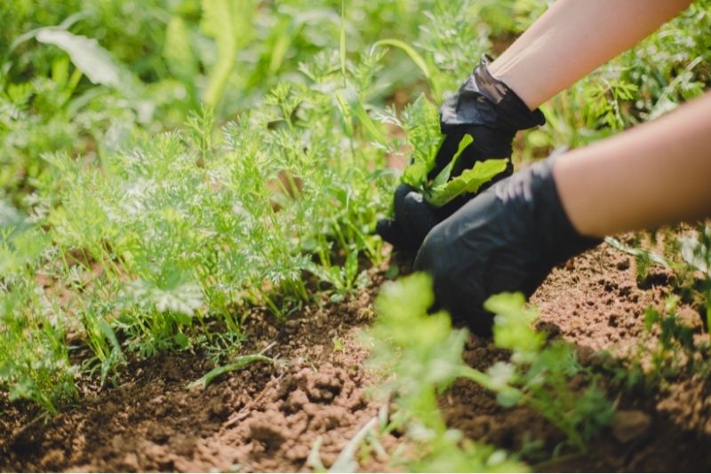 Mulching is being used as the garden is prepared