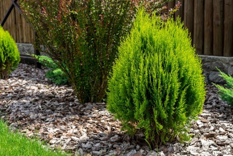 shrubs planted on the backyard